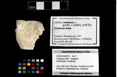 Foto (Objekt + Etikett) von Crustacea indet.  (NHMW-GEO-2014-0194-0974)